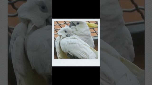 Это любовь