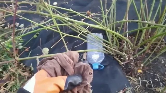 Ежевика  Как пригнуть побеги ежевики?  Убирать ли листья?