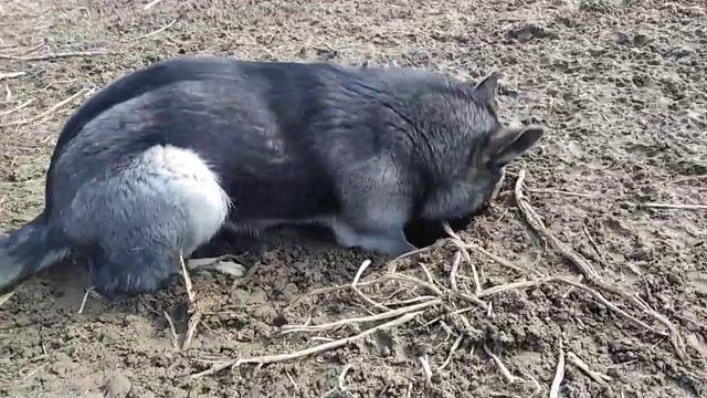 Продолжают копку