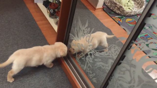 Лабрадор и зеркало 😂 Рик💜 7 недель 💕