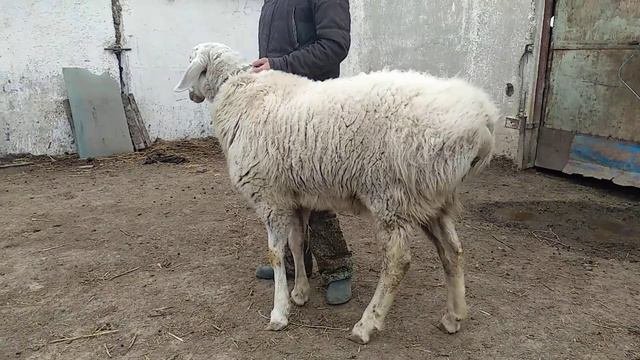 Альбинос через 13 дней будет ему 1 год!