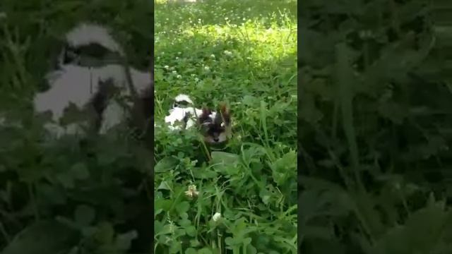video 1501410112