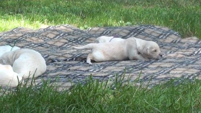 Golden retriever puppies - 12days old/щенки ретривера - 12 дней