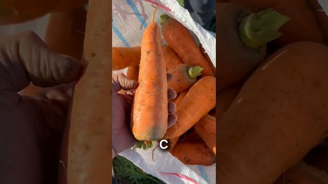 Морковь крупная с поля оптом ?Крым! #опт #овощи