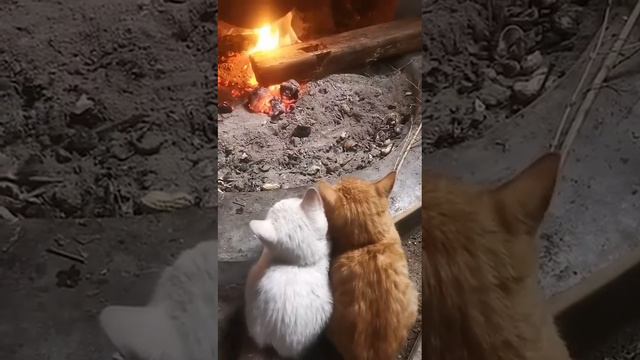 Котята у камина