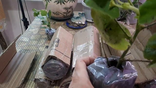 ЭТО НАДО ВИДЕТЬ!!! ПОСЫЛКА с растениями!!!