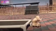 Бедная собачка