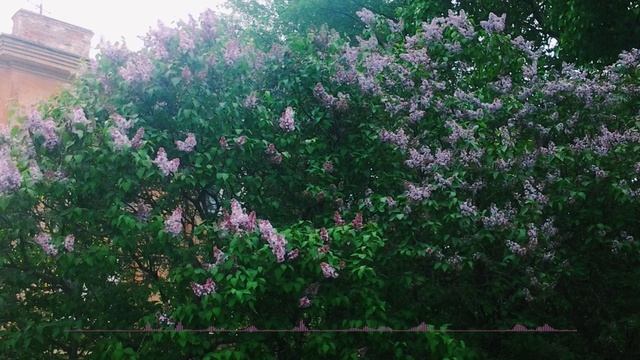 CAROUSEL - Lilac.mp4