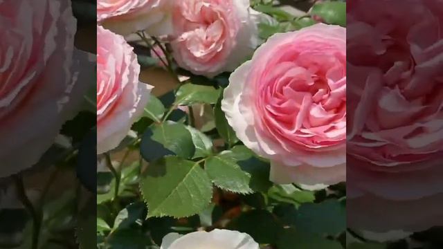 🌹Лучшая плетистая крупноцветковая Роза Эден Роуз, Eden Rose🌹