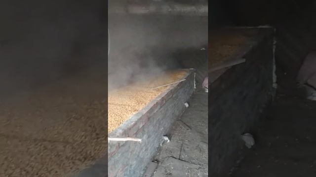 Сушка кукурудзи в домашніх умовах!