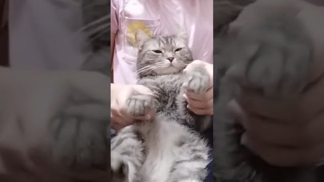 Котейка танцует после сна