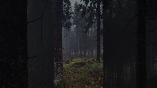 Тьма в лесу