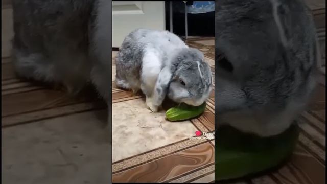 Мой кролик Пухлик!! 🐇😍😍🥰🩷🩷