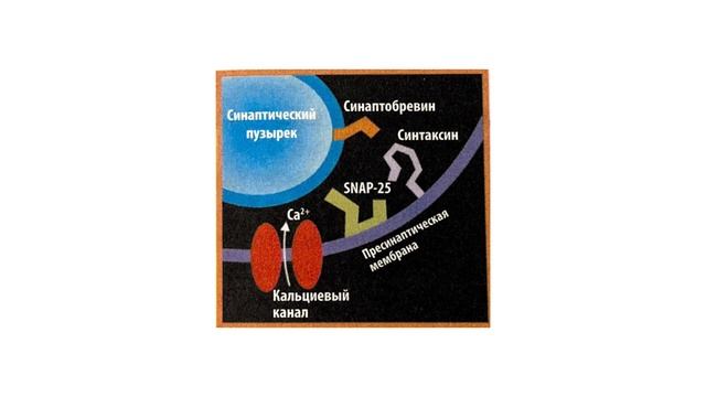 Ботулинотерапия. Механизм действия БТА.