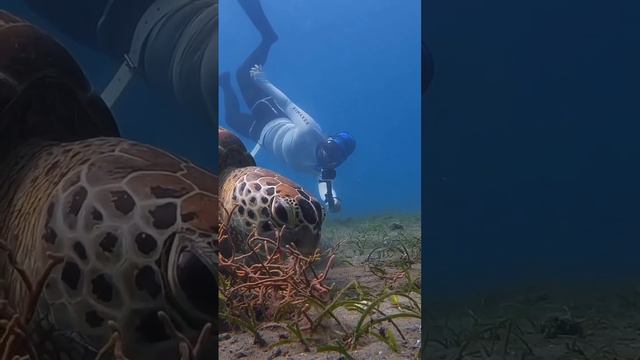 Огромная морская черепаха
