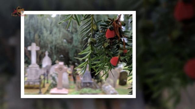 Officials Discover Cause Of Death For 4 Bears Found Near Church