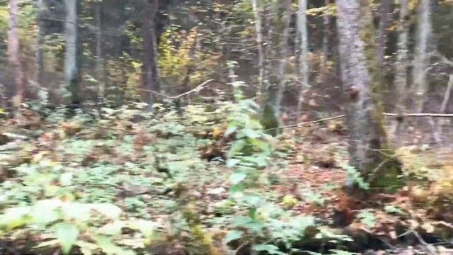 Через болото и топь к Хвосту индюка. Ежовик коралловый гриб съедобный