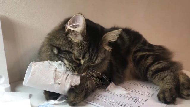 Кот грызёт туалетную бумагу