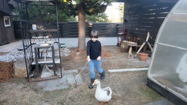 Сбылась мечта внука! Новый питомец на нашей даче.