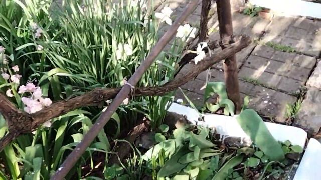 Обзор сада на11.04.22г.