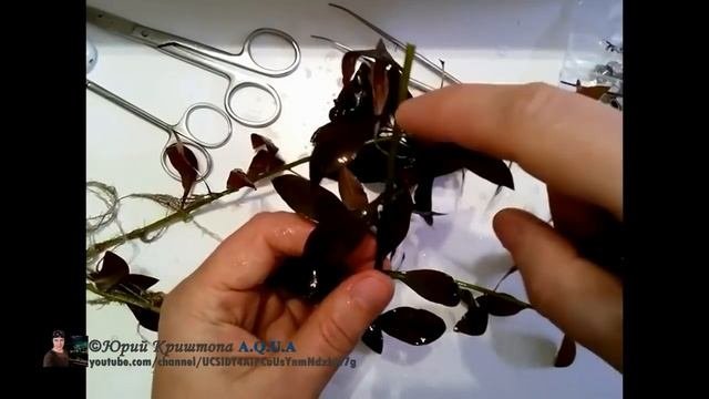Лучшая Длинностебелька для Ленивого Травника. Буцефаландры в Аквариуме растения. Часть 1