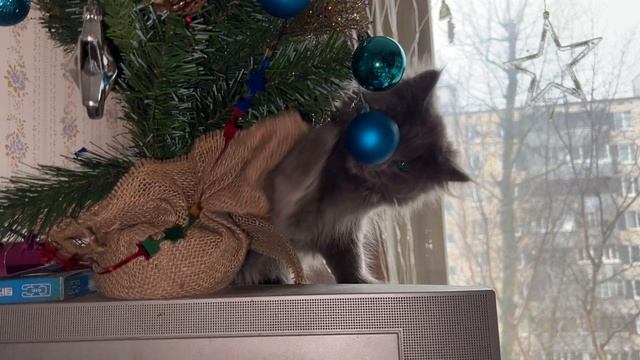Серка играет с ёлкой