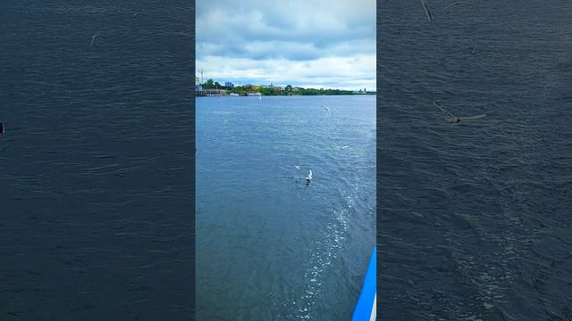 На теплоходе. Чайки.