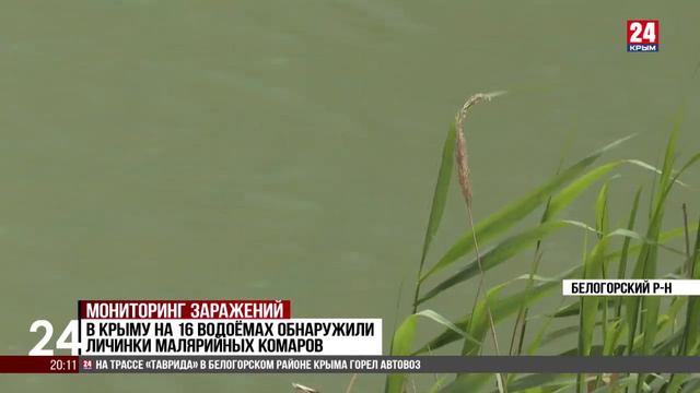 В Крыму на шестнадцати водоёмах обнаружили личинки малярийных комаров