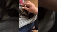 Енот Шурик скучает и ЗАСЫПАЕТ В КАПЮШОНЕ!