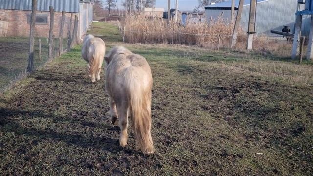 Шотландских пони. Scottish ponies.