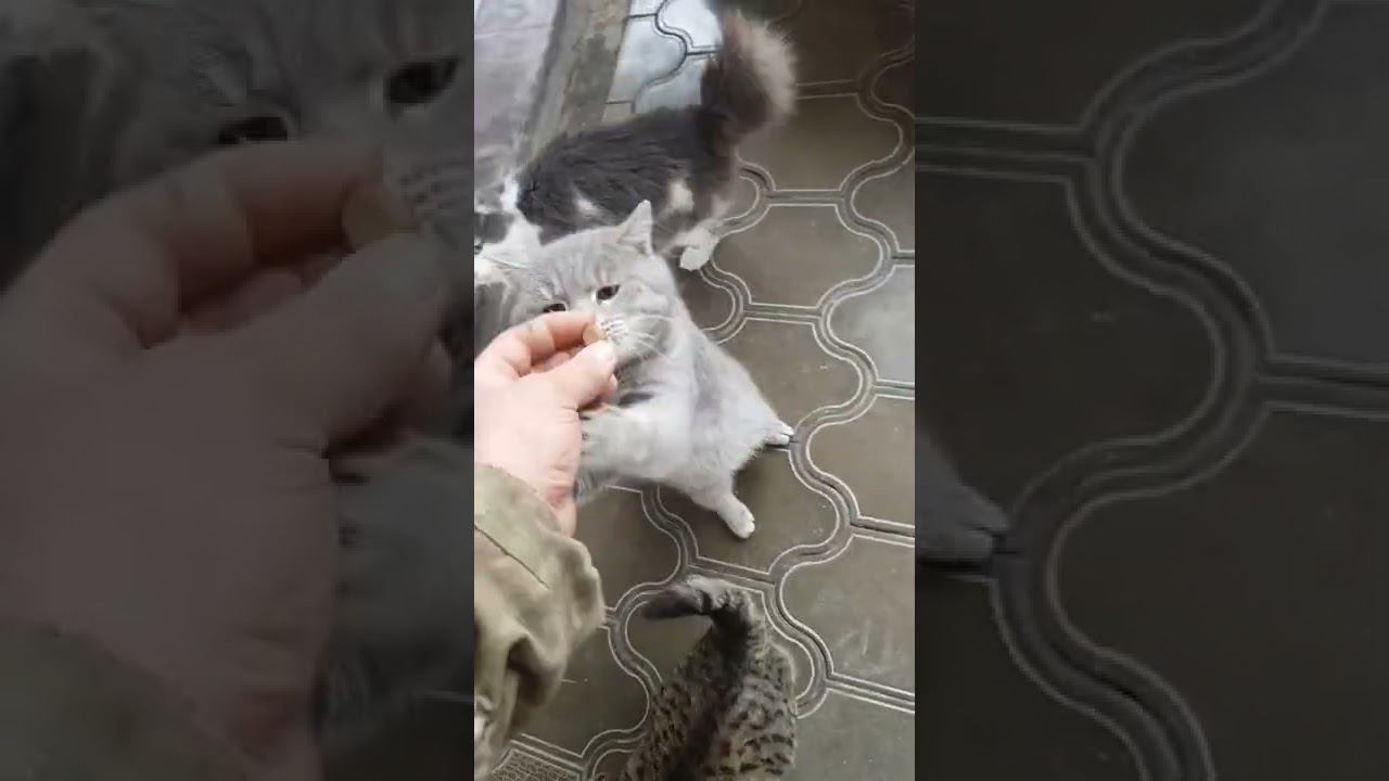 Дрессируем Милых Котиков