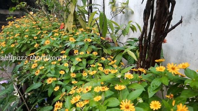 കുഞ്ഞ് സൂര്യകാന്തി പൂക്കൾ/Mini sunflower/Butter Daisy care/ shilpazz thattikootu/gardening Malayala