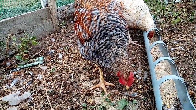 Петухи мясояичных пород, Билефельдер и Царсеосельская. Сравниваем как развиваются...
