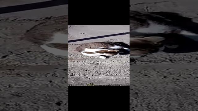 Кот соскучился по весне