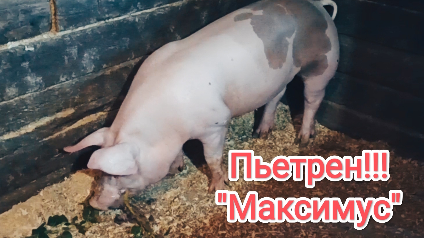 Хряк породы пьетрен!!! #пьетрен #хряк #свиноводство #гибрид