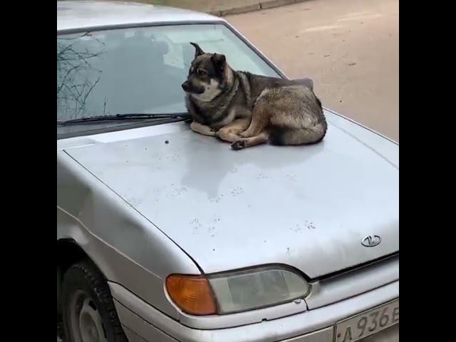 Коты уже не те!!!