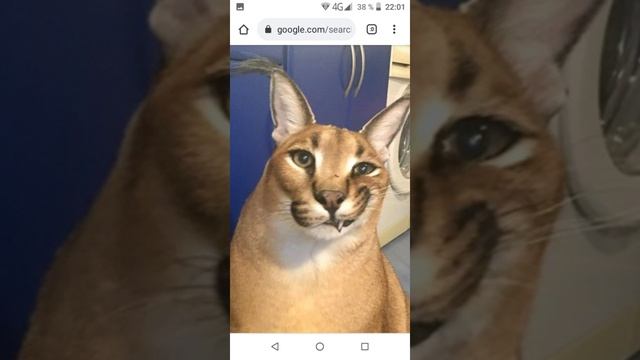 Полный гимн шлёпы