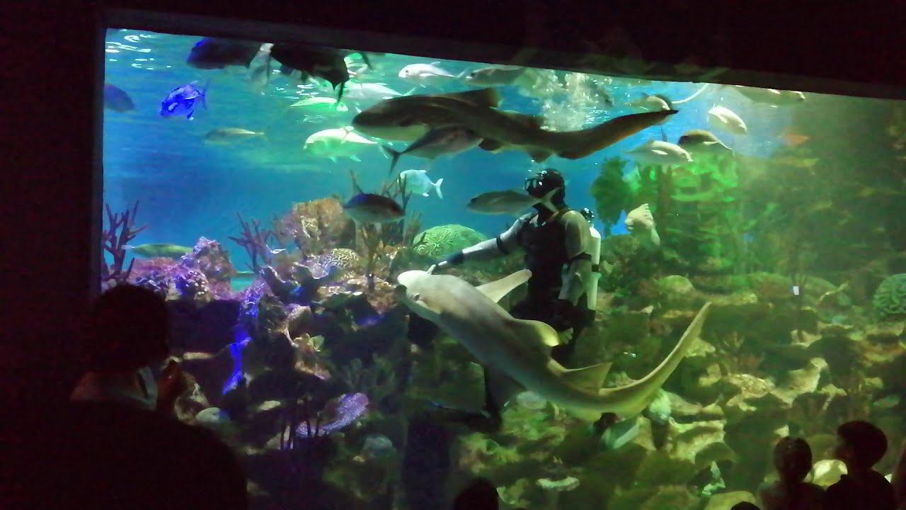 Акула. Мурена. Скат. Подводные съемки. Аквариум