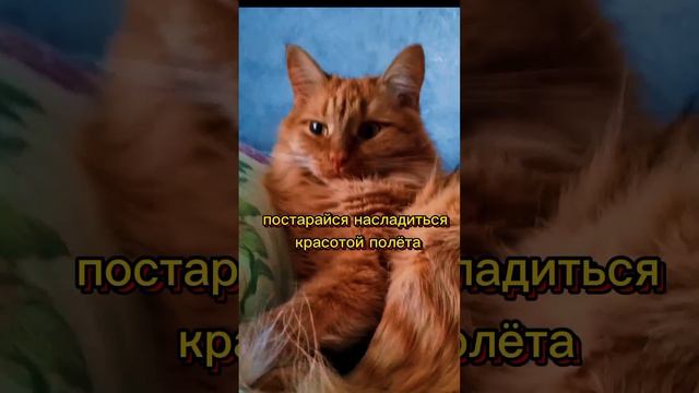 котомудрость