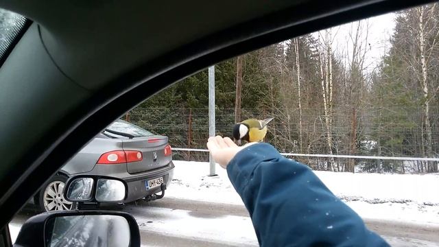Синицы едят с рук. Брусничное.