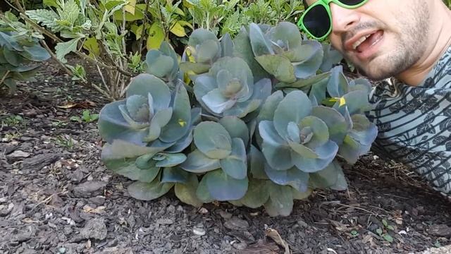 Sedum Blue Pearl