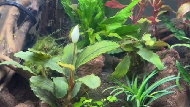 Цветущая Буцефаландра, достойное растение для аквариума