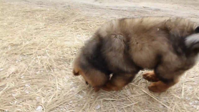 Щенки тибетского мастифа китайских линий!!!