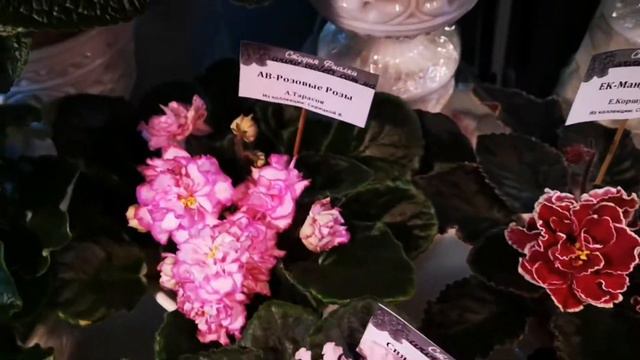 Виставка фіалок (Київ, Театральна, Природничий музей) 05.03.21р. Ч. 7. Колекція Валентини Скрицької