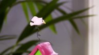 Мастер-классы FIMO (Фимо) DVD, курс 1
