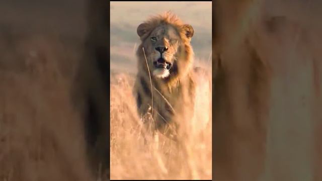 Почему лев царь зверей #animals #животные