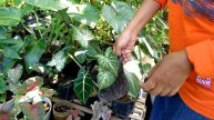 JUAL TANAMAN HIAS 29 - 05 -2022