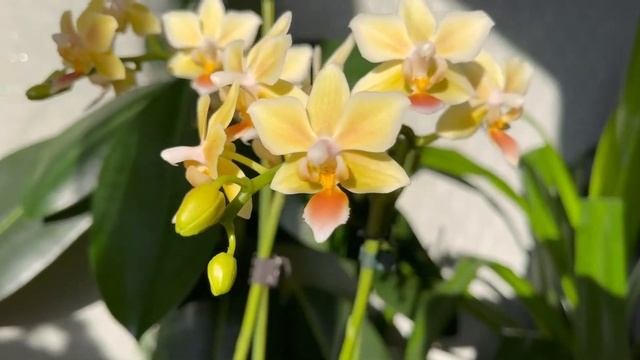Шикарный букет цветоворхидеи Санни смелSunny smellфаленопсис plants цветениеорхидеи orchid