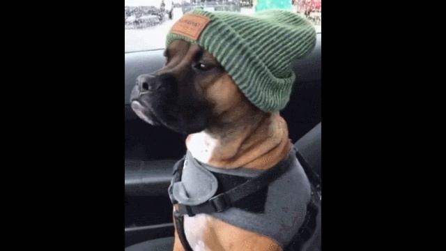 собака  вудли