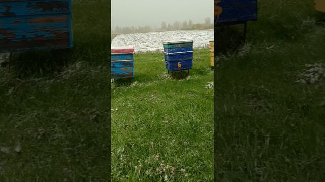 пчеловодство тюменской области